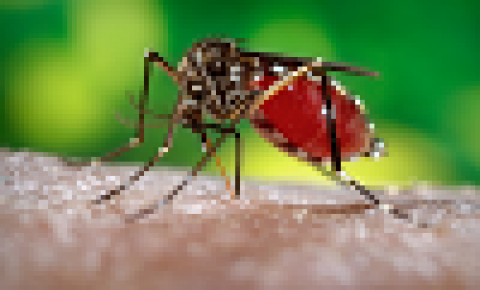 BASF: como se prevenir da dengue durante o ano 