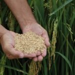 Urbano realiza a 8ª abertura da Colheita de Arroz de Santa Catarina _ Foto Aires Mariga (Epagri)