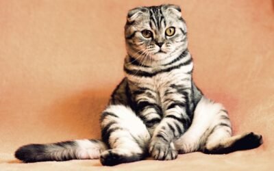 Você está alimentando seu pet com carinho ou colocando a saúde dele em risco? cat, kitten, pets, animals, pet, housecat, feline, animal, nature, sitting, funny, cute, adorable
