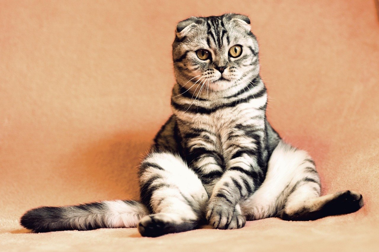 cat, kitten, pets, animals, pet, housecat, feline, animal, nature, sitting, funny, cute, adorable