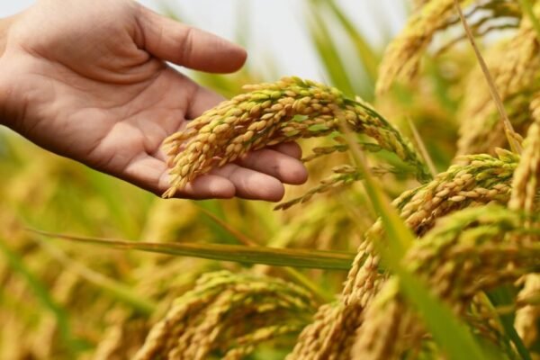 Colheita de Prêmios 65 Anos Urbano premia produtores de arroz de Santa Catarina Arroz 1